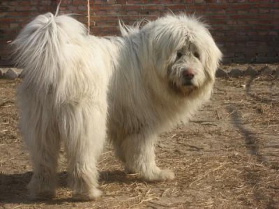​中国犬类的血统渊源流长，细数本土犬种，见过3个算我输！