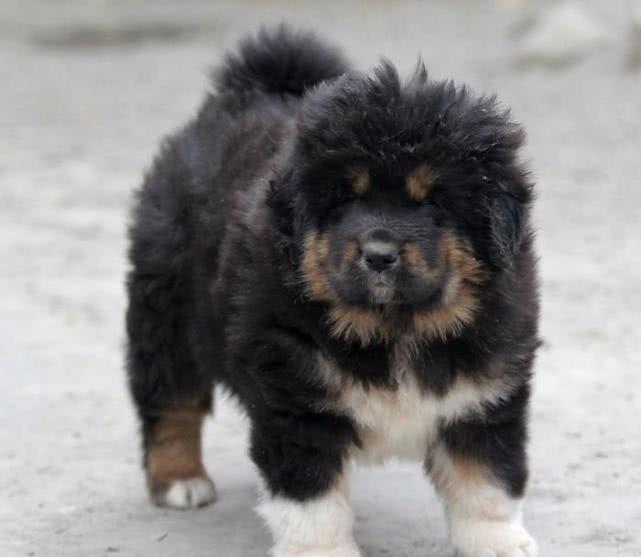 中国犬类的血统渊源流长，细数本土犬种，见过3个算我输！
