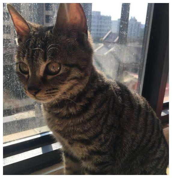 中国特有的狸花猫，一生只认一个主人，忠诚至极，你们想养吗？
