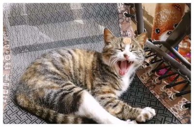 ​中国特有的狸花猫，一生只认一个主人，忠诚至极，你们想养吗？