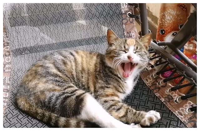 中国特有的狸花猫，一生只认一个主人，忠诚至极，你们想养吗？