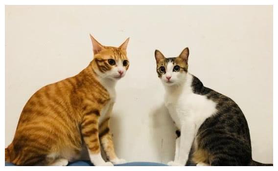 中国特有的狸花猫，一生只认一个主人，忠诚至极，你们想养吗？