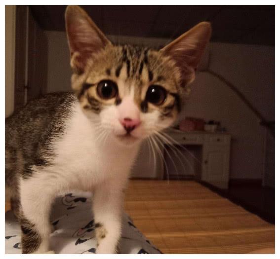 中国特有的狸花猫，一生只认一个主人，忠诚至极，你们想养吗？