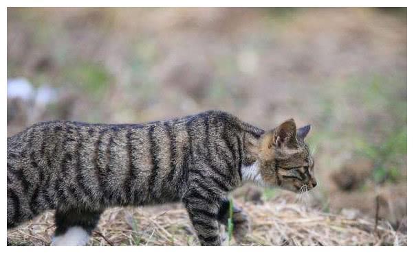 中国特有的狸花猫，一生只认一个主人，忠诚至极，你们想养吗？