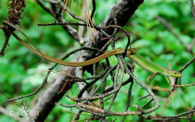 北草蜥（学名：Takydromus septentrionalis）