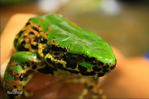 北草蜥（学名：Takydromus septentrionalis）