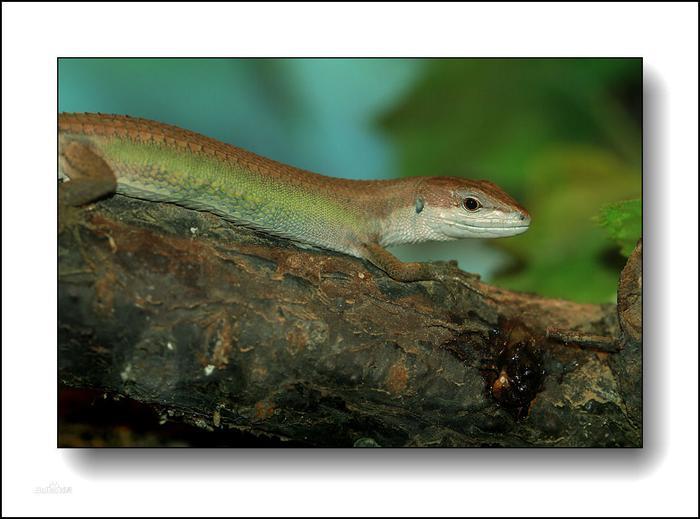 北草蜥（学名：Takydromus septentrionalis）