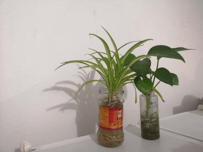 ​水培植物放什么长得好，可以放复合肥吗