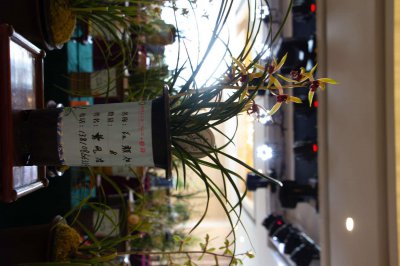 ​兰花怎么换盆