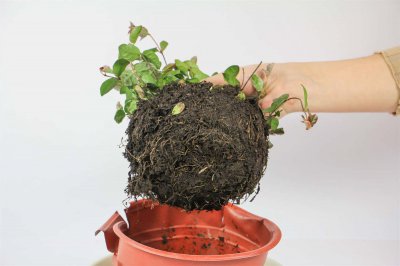 ​五彩络石的作用