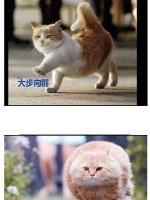 萌宠搞笑图片：生活中的可爱小毛孩····