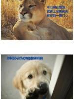 萌宠搞笑图片：生活中的可爱小毛孩····