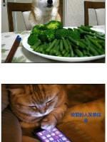 萌宠搞笑图片：生活中的可爱小毛孩····