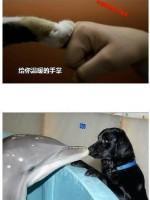 萌宠搞笑图片：生活中的可爱小毛孩····
