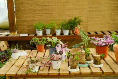 ​机场接人送什么花