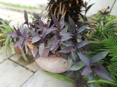 ​紫竹梅花开多久枯萎，花后怎么修剪和养护