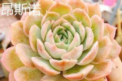 ​昂斯诺和蓝色惊喜的区别