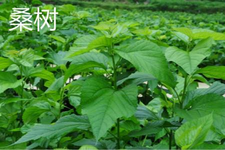 桑树