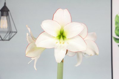 ​朱顶红怎么休眠