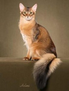 ​索马里猫