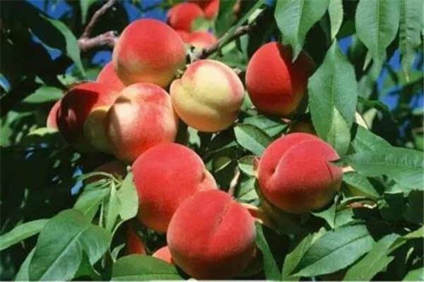 夏天桃子可以放冰箱吗 夏天桃子怎么保存