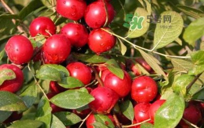 ​钙果怎么吃？钙果食用方法