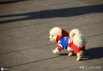 ​小狗吃了鸡骨头吐了小狗吃了鸡骨头怎么办？