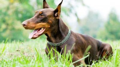 ​泰迪犬3~6个月的关键期，宠主应该怎么样照顾？