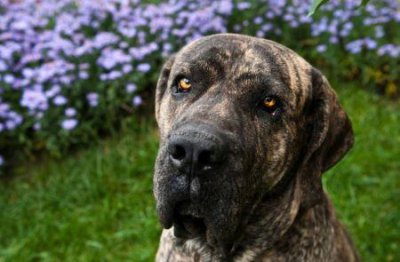 ​一个非常有争议性的犬种——墨界黑狼犬 纯种墨界黑狼犬多少钱