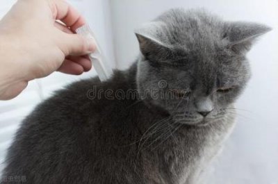 ​如何为猫咪驱虫，猫咪驱虫后的反应 症状