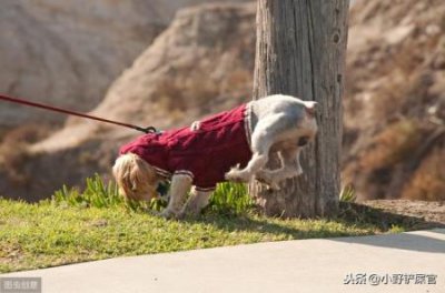 ​渭南哪有卖巴哥犬？渭南狗市最新集市时间