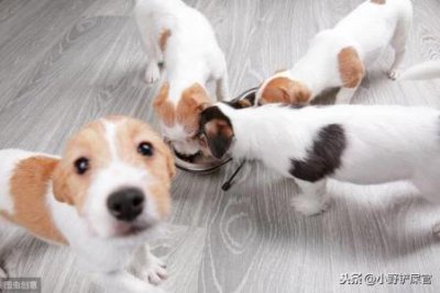 ​狗狗发烧时有哪些表现？狗狗发烧症状一览