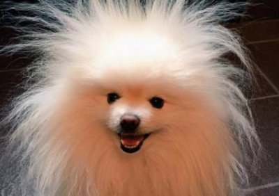 ​狗狗的喝水量和年龄有分别吗？狗狗应该喝多少水？