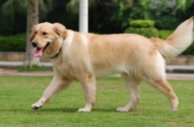 ​幼犬常见病，幼犬易得的病