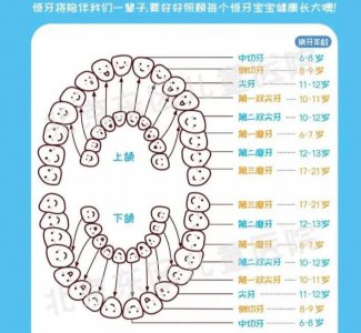​什么是“六龄齿”