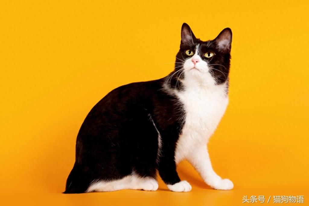 象征运气和幸福的猫：日本短毛猫，来历不简单