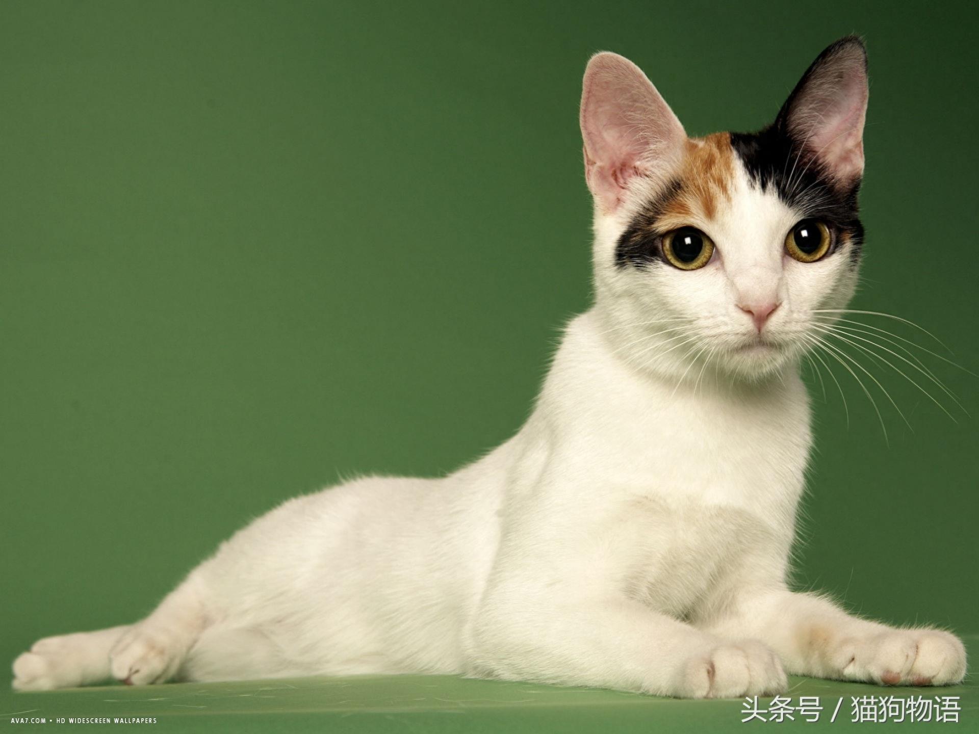 象征运气和幸福的猫：日本短毛猫，来历不简单