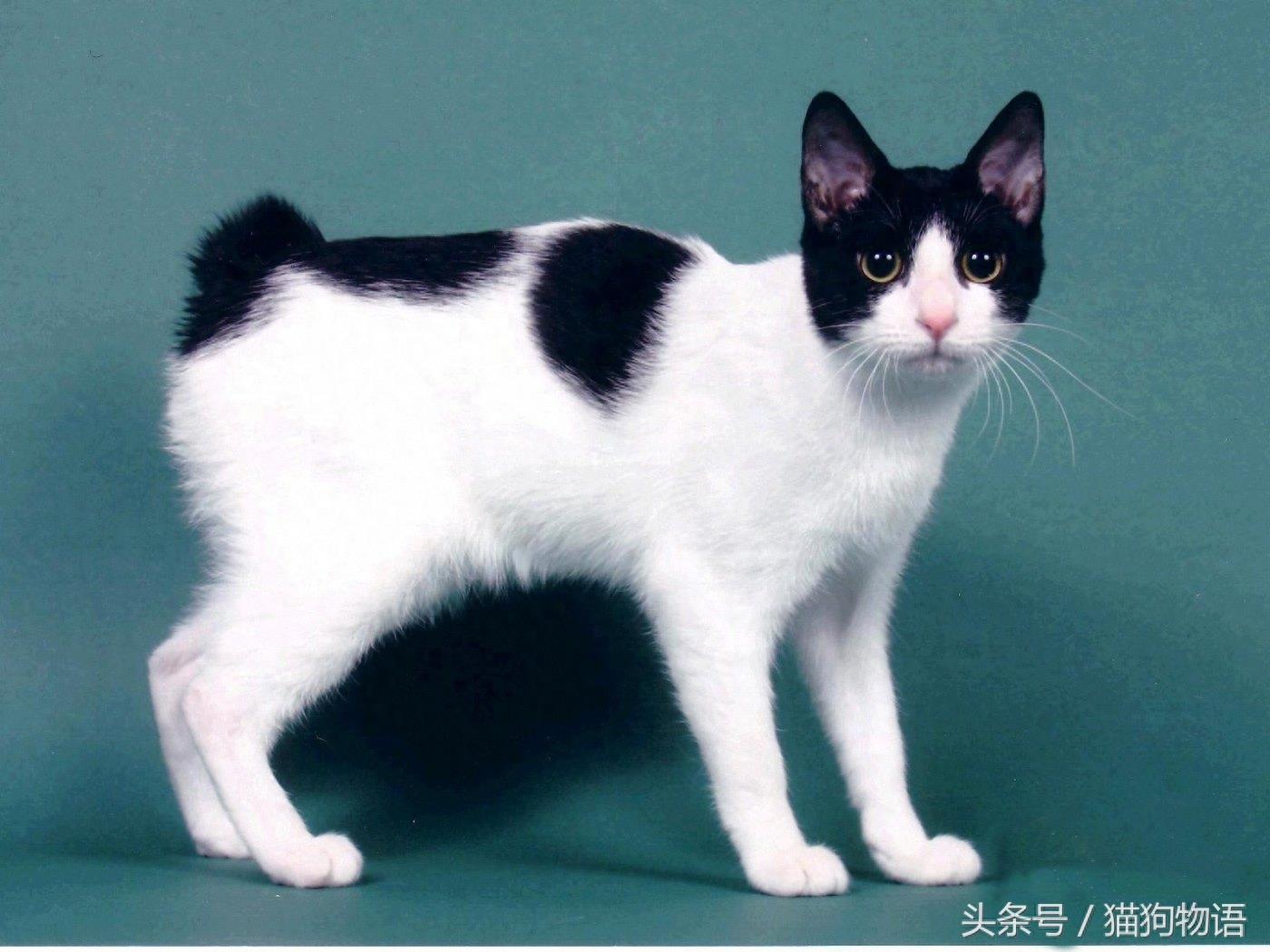 象征运气和幸福的猫：日本短毛猫，来历不简单