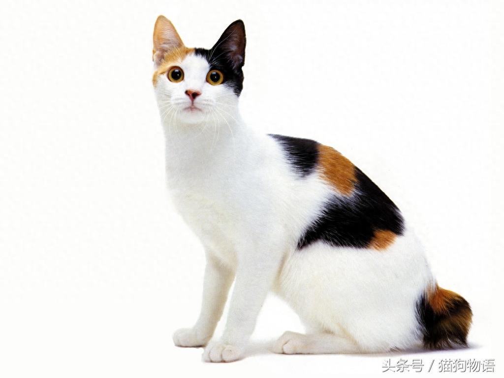 象征运气和幸福的猫：日本短毛猫，来历不简单