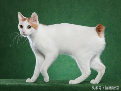 ​象征运气和幸福的猫：日本短毛猫，来历不简单