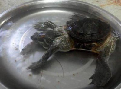 ​乌龟只长身体不长壳，看看长啥样