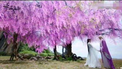 ​现实中的“佛铃花”，少抽两包烟也要种上两棵，美丽极了