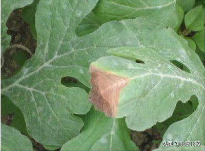 ​权威发布：西瓜灰霉病的症状识别和科学防治