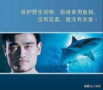 ​没有买卖就没有杀害，这个口号背后，你知道姚明都做了什么吗？