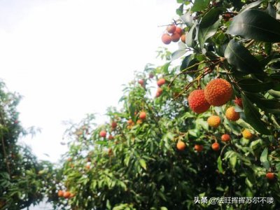 ​福建莆田荔枝园惊现一具无头裸体女尸，死者抛夫弃子落得如此下场