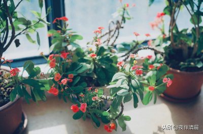 ​虎刺梅有毒吗能不能养在屋里呢？家养虎刺梅需要注意这些问题