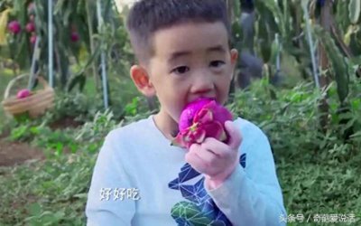 ​一夜成为网红果，Jasper带你大口吃火龙果