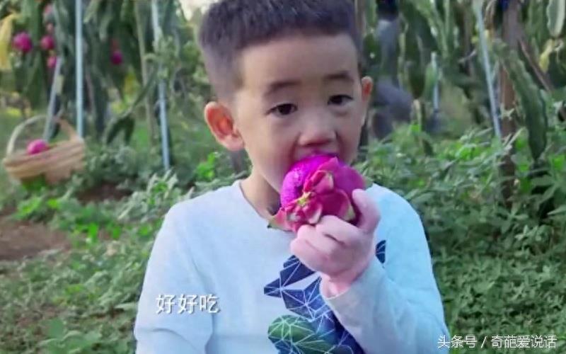 一夜成为网红果，Jasper带你大口吃火龙果