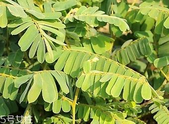 鸡骨草怎么吃 薏米鸡骨草茯苓煲老鸭