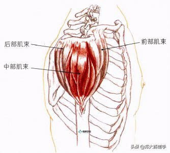 ​拉伸｜肩关节屈曲肌群